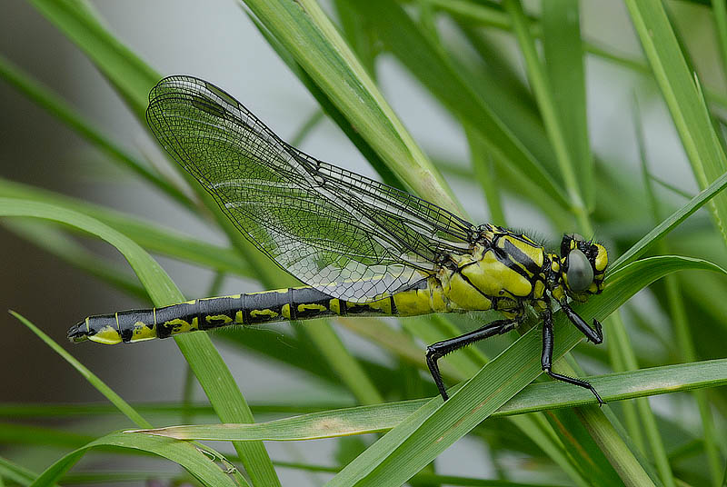Club Tailed Dragonfly
